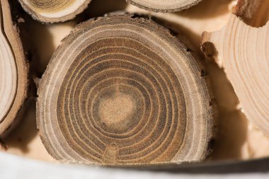 Sandal ağacı temel makro