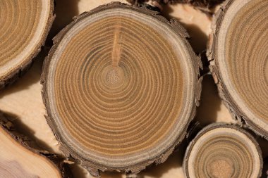 Sandal ağacı temel makro