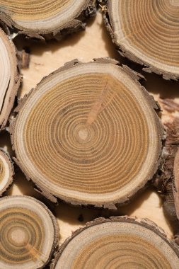 Sandal ağacı temel makro