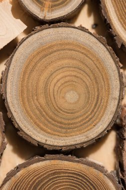 Sandal ağacı temel makro