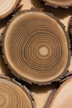 Sandal ağacı temel makro