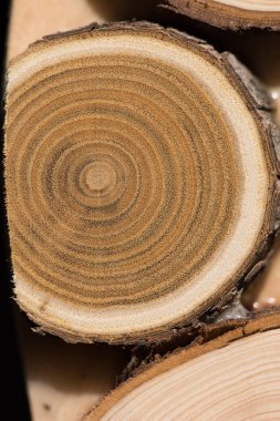 Sandal ağacı temel makro