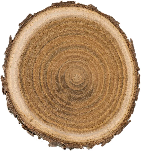 Noyau de bois de santal macro — Photo