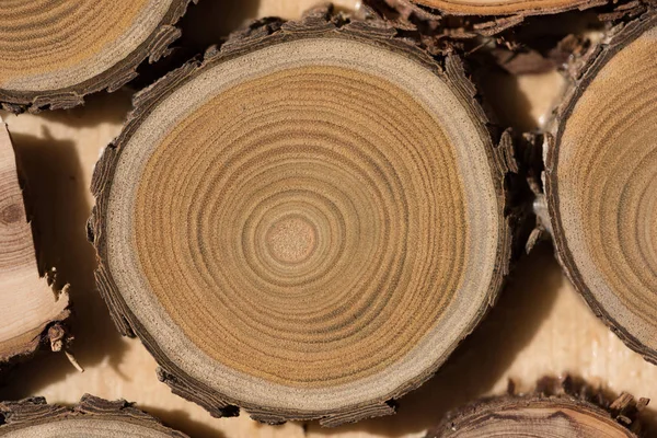 Sandal ağacı temel makro — Stok fotoğraf