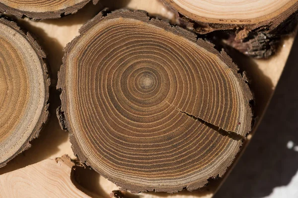 Sandal ağacı temel makro — Stok fotoğraf