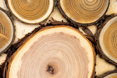 Çekirdek ardıç ve sandal ağacı arka plan