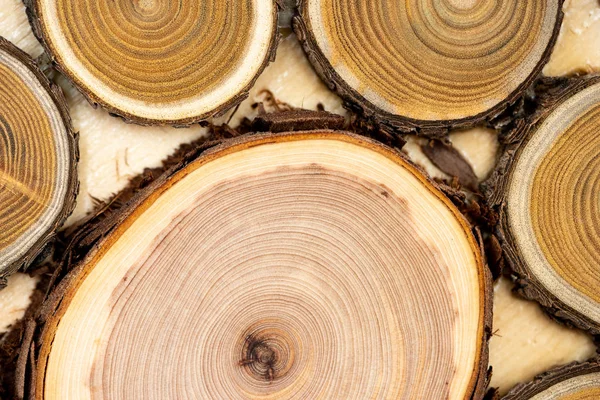 Çekirdek ardıç ve sandal ağacı arka plan