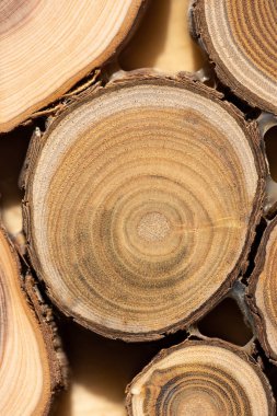 Çekirdek ardıç ve sandal ağacı arka plan