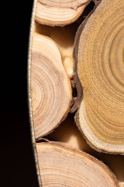 Çekirdek ardıç ve sandal ağacı arka plan