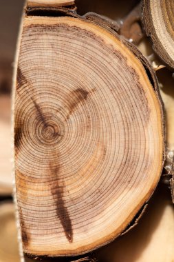 Çekirdek ardıç ve sandal ağacı arka plan