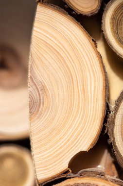 Çekirdek ardıç ve sandal ağacı arka plan