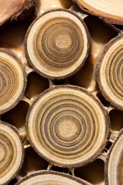 Çekirdek ardıç ve sandal ağacı arka plan