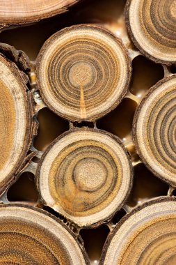 Çekirdek ardıç ve sandal ağacı arka plan