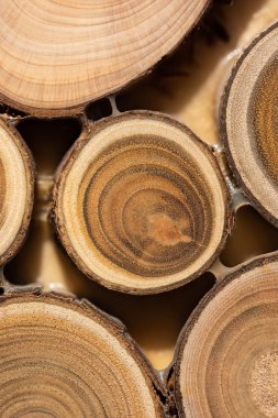 Çekirdek ardıç ve sandal ağacı arka plan