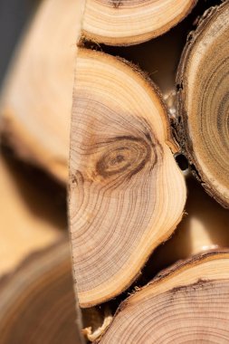 Çekirdek ardıç ve sandal ağacı arka plan