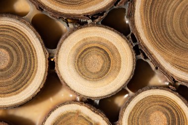 Çekirdek ardıç ve sandal ağacı arka plan