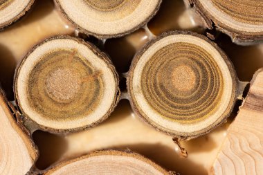 Çekirdek ardıç ve sandal ağacı arka plan