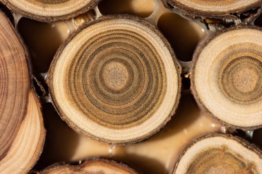 Çekirdek ardıç ve sandal ağacı arka plan