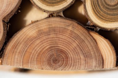 Çekirdek ardıç ve sandal ağacı arka plan