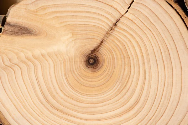 Çekirdek ardıç ve sandal ağacı arka plan — Stok fotoğraf