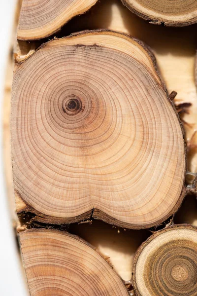 Çekirdek ardıç ve sandal ağacı arka plan