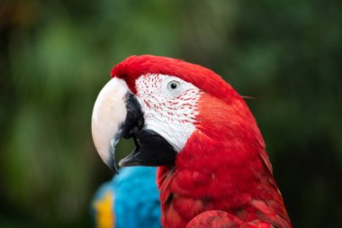 Kakadu kuş fotoğraf
