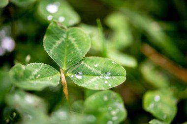 Yonca yaprağı üzerinde yağmur damlaları