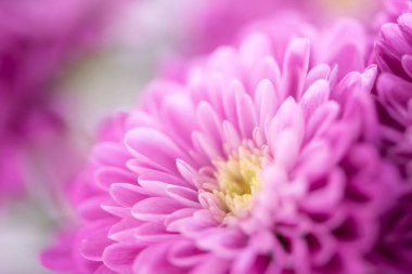 Güzel kasımpatı tomurcuğu. Kapalı makro fotoğraf