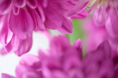 Güzel kasımpatı tomurcuğu. Kapalı makro fotoğraf