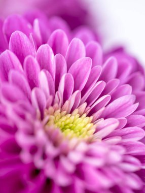 Güzel kasımpatı tomurcuğu. Kapalı makro fotoğraf