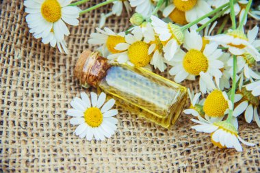 Papatya özü. Şifalı bitkiler.