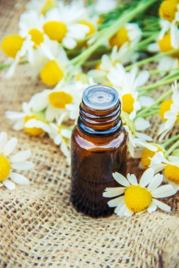 Papatya özü. Şifalı bitkiler.