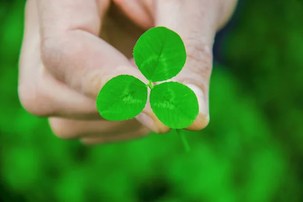 Yonca yaprağı. Mutlu sevgililer günü. 