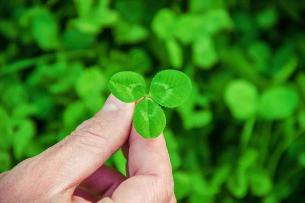 Clover leaf. Happy St. Patrick's Day.