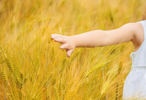 spikelets of wheat in the hands of children.