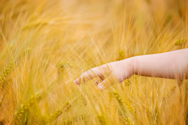 spikelets of wheat in the hands of children.