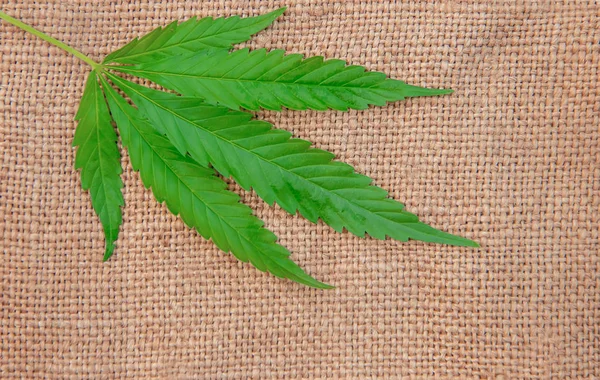 Esrar ot ve yaprak tedavisi için