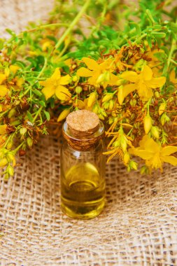 St John's wort ayıklayın. Şifalı bitkiler. 