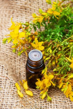 St John's wort ayıklayın. Şifalı bitkiler. 