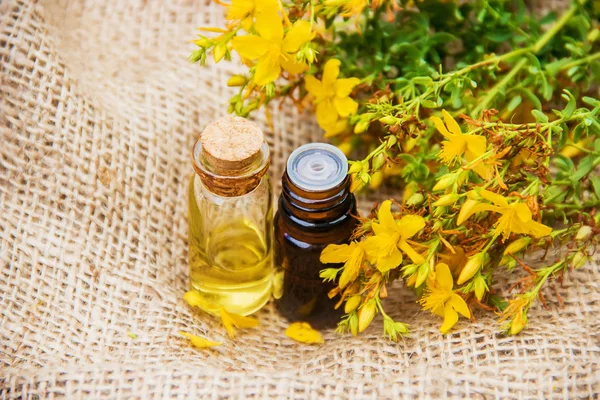 St John's wort ayıklayın. Şifalı bitkiler. 