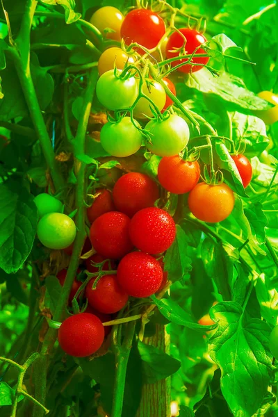 Ev yapımı sebze bahçesinde. Seçici odak.