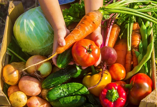 Ev yapımı sebze bahçesinde. Seçici odak.