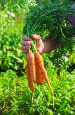 Ev yapımı sebze bahçesinde. Seçici odak.