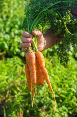 Ev yapımı sebze bahçesinde. Seçici odak.