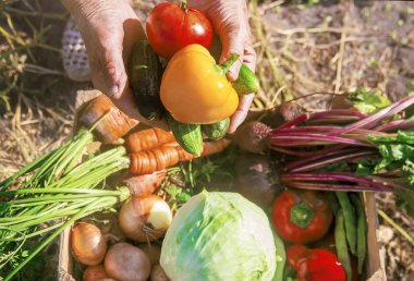 Ev yapımı sebze bahçesinde. Seçici odak.