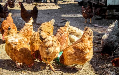 Yerli tavuk bir avlu yürüyüş mesafesindedir. Seçici odak.