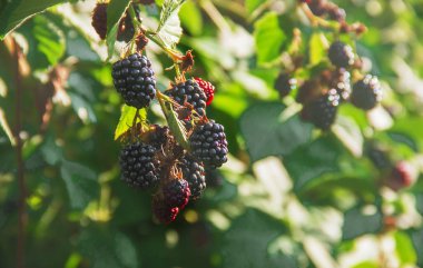 BlackBerry ev bahçede büyür. Seçici odak.