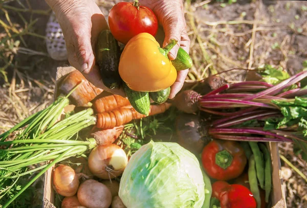 Ev yapımı sebze bahçesinde. Seçici odak.