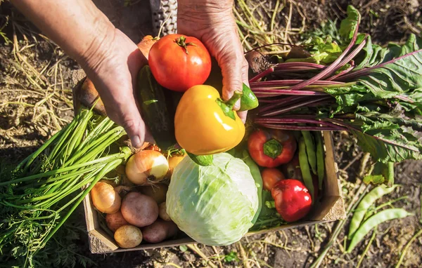 Ev yapımı sebze bahçesinde. Seçici odak.