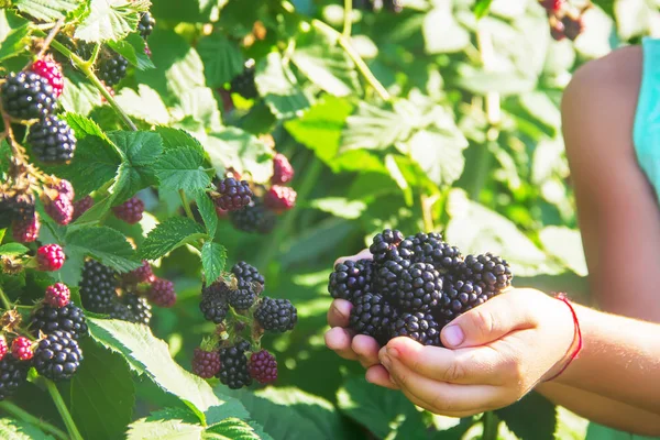 BlackBerry ev bahçede büyür. Seçici odak.